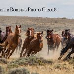 Mustang Power by Peter Robbins