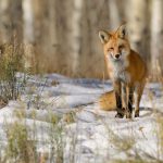 Fox by Constance Mahoney
