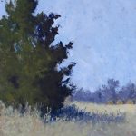 Oklahoma native trees in sun